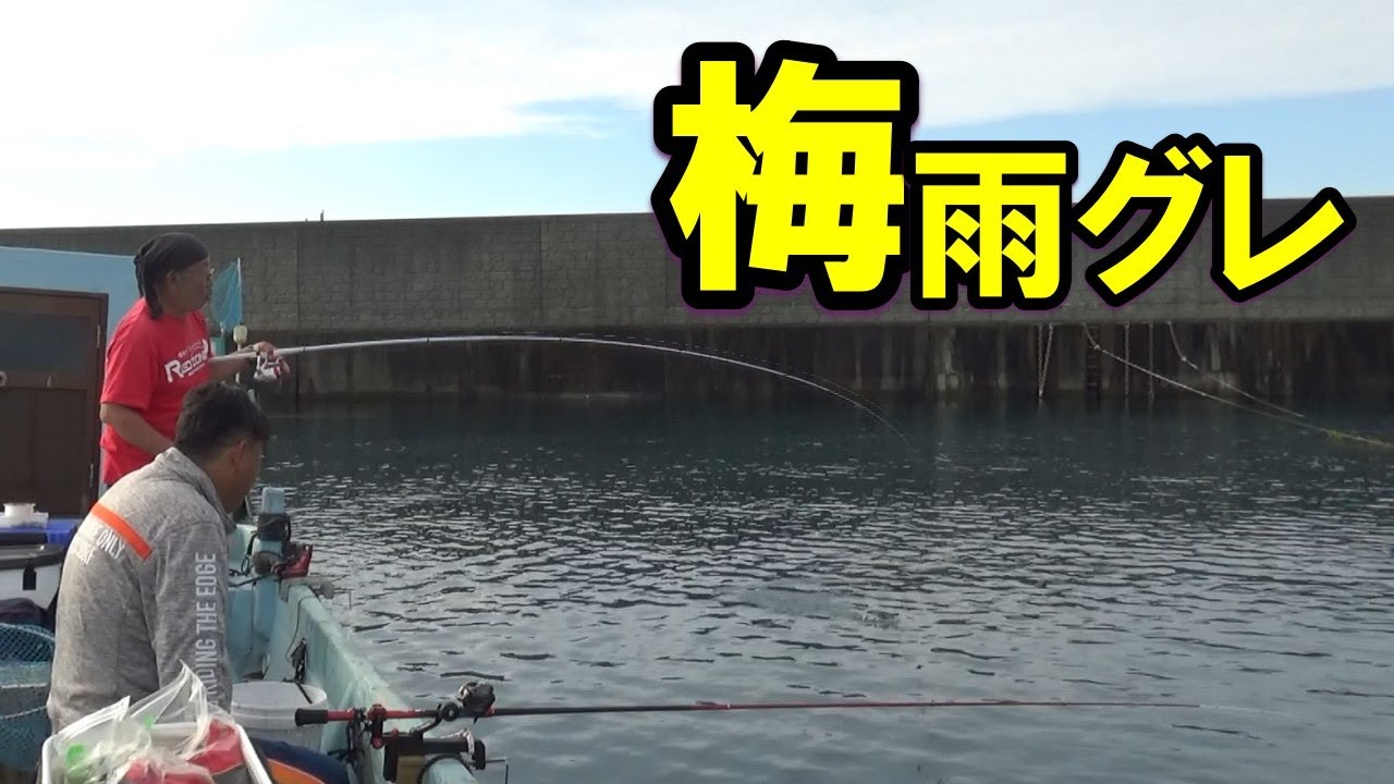 梅雨グレシーズン突入！浅海奥のグレ