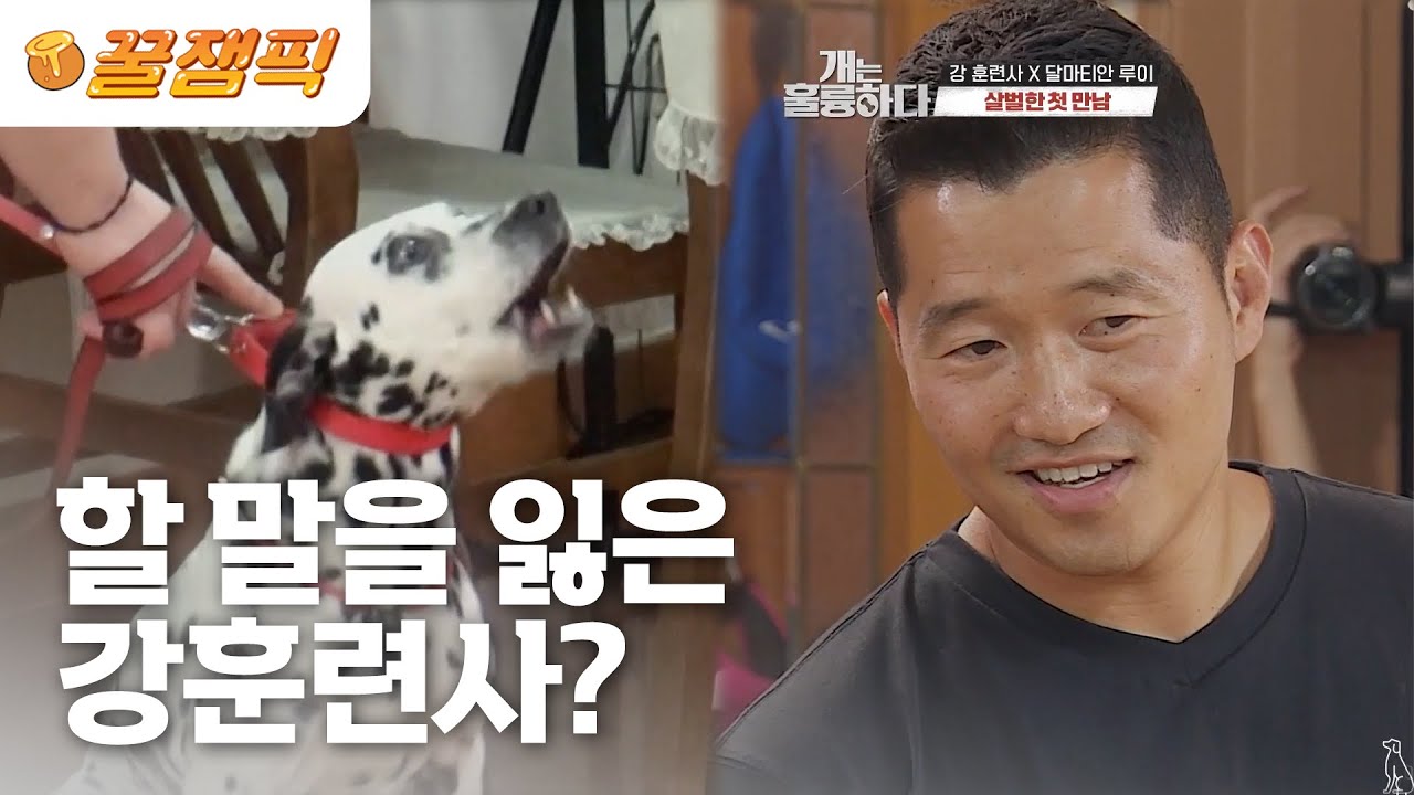 [#개는훌륭하다] 