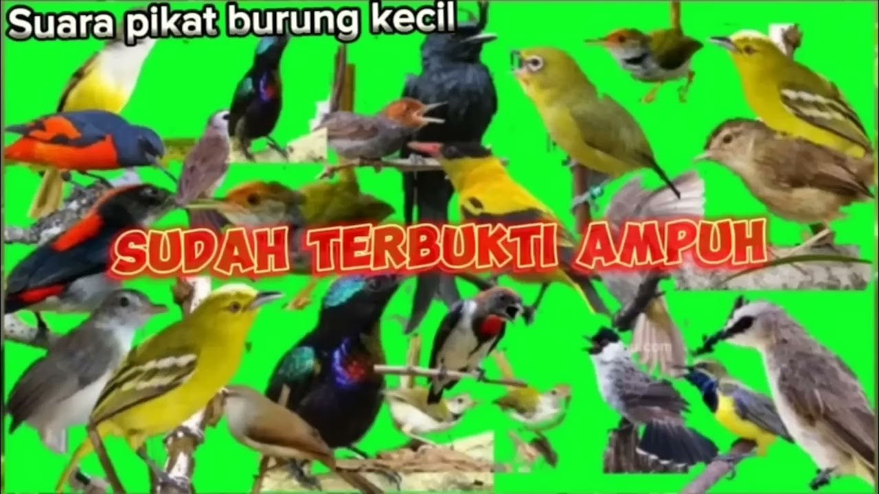 burung pikat paling ampuh.