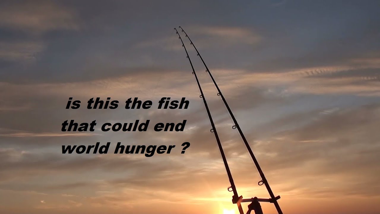 is the fish that could end world hunger ???