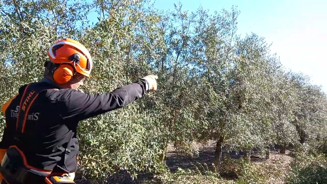 PODA OLIVO JAEN VIDEO 48 SUPERINTENSIVO