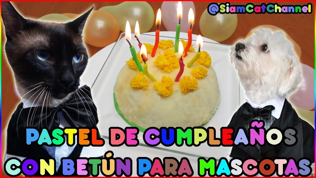 PASTEL DE CUMPLEAÑOS PARA GATO/PERRO  - SiamCatChannel