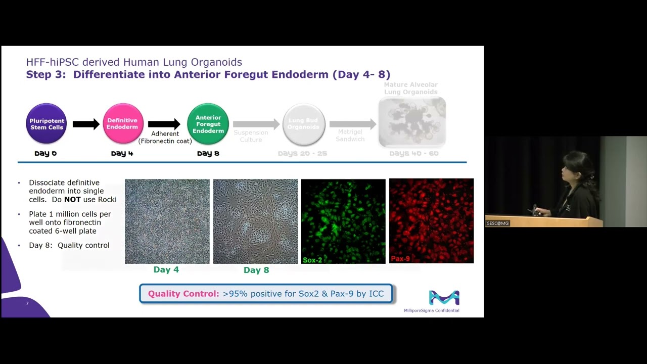 Differentiation of human iPSCs into lung organoids