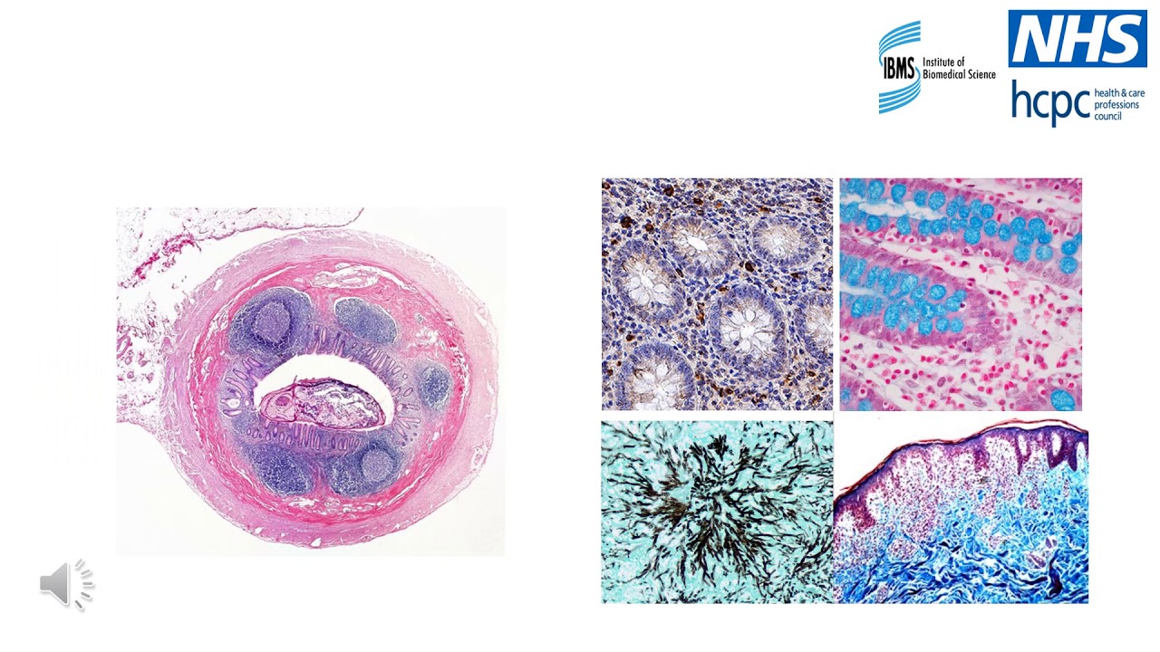 Career Talk Fridays - Careers in Biomedical Science