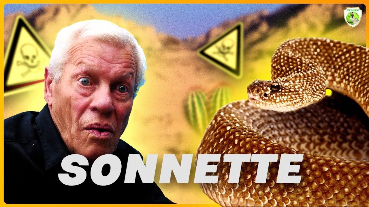 LE SERPENT À SONNETTE ! SERPENTS VENIMEUX #4