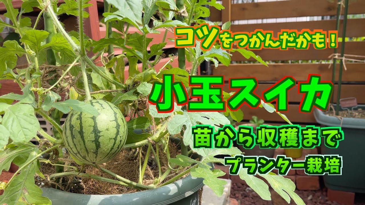 【プランター菜園】小玉スイカ (苗〜収穫)