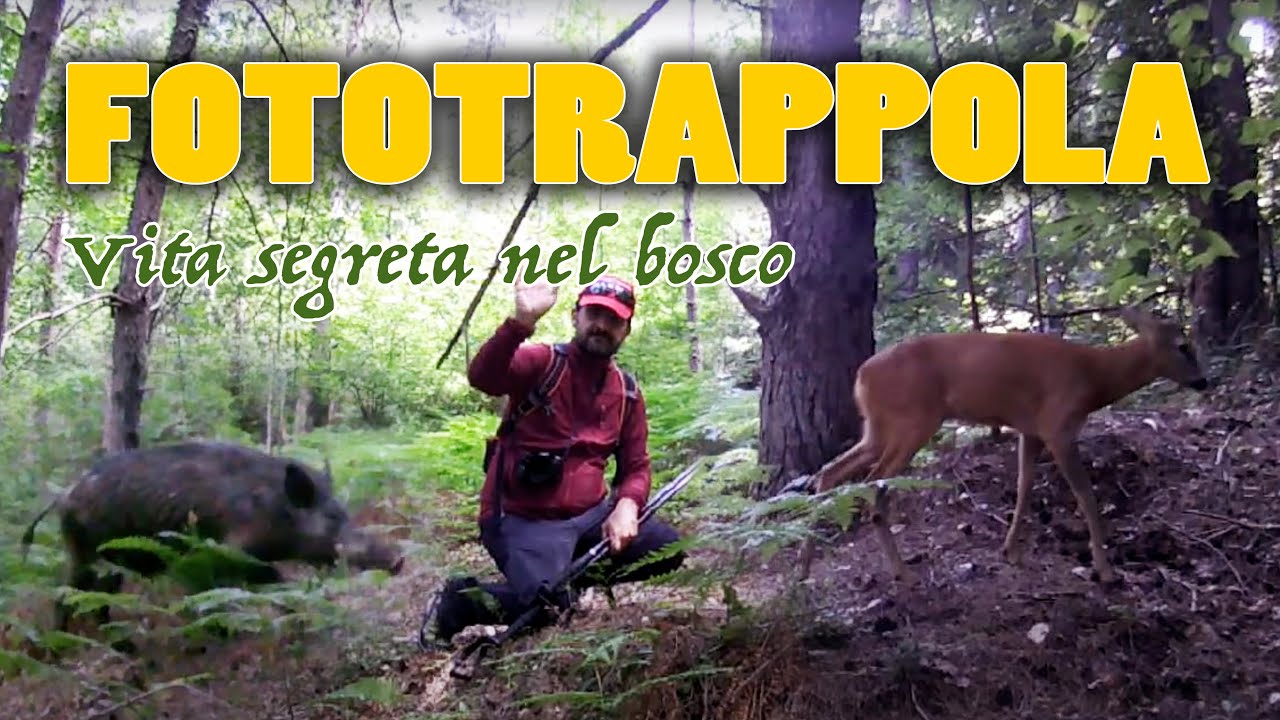 Animali del bosco - FOTOTRAPPOLA