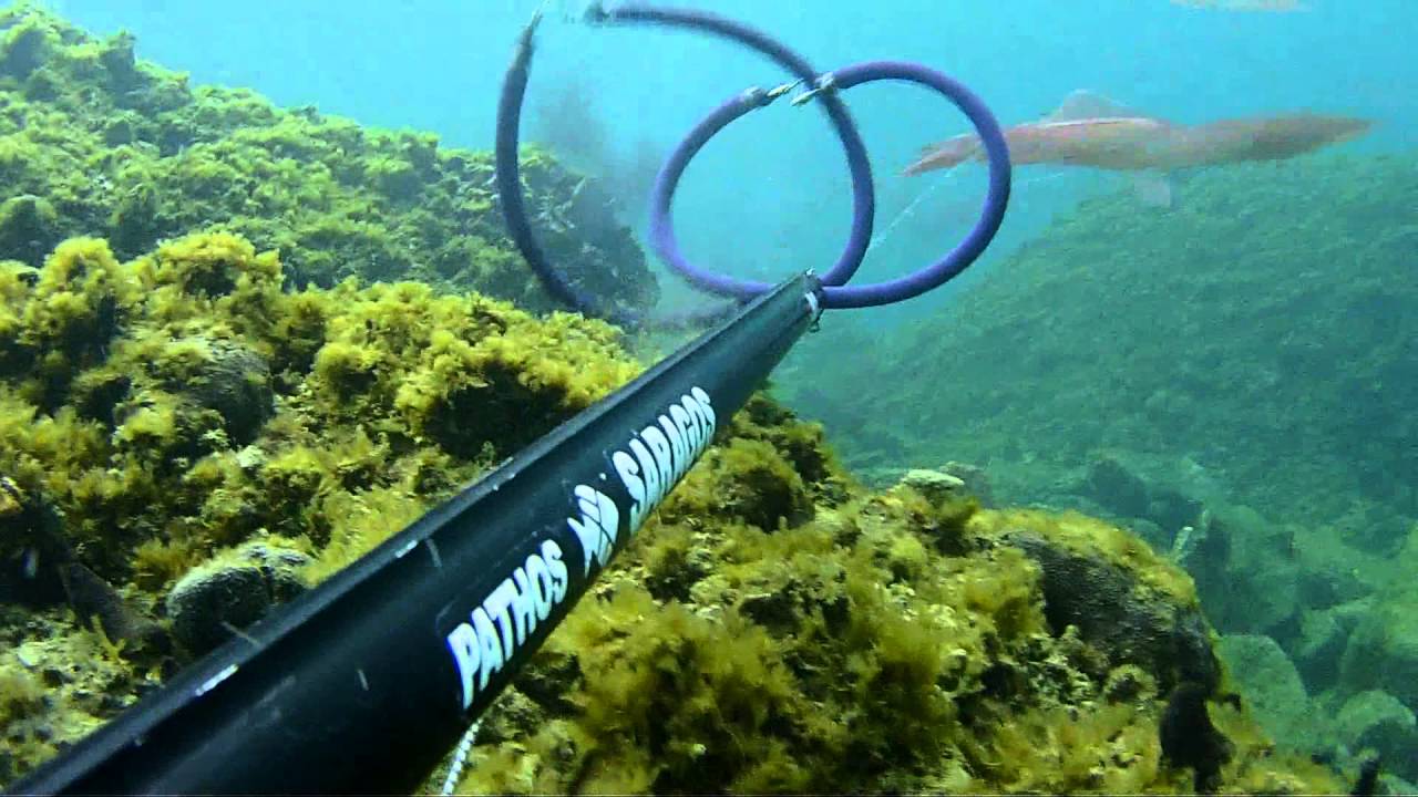 Spearfishing  Trieste Monfalcone aprile 2016   Calamari