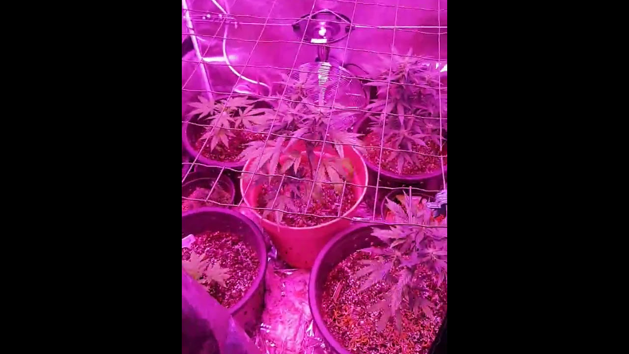 Cheap full spectrum marijuana led growlight, many bang for your buck
