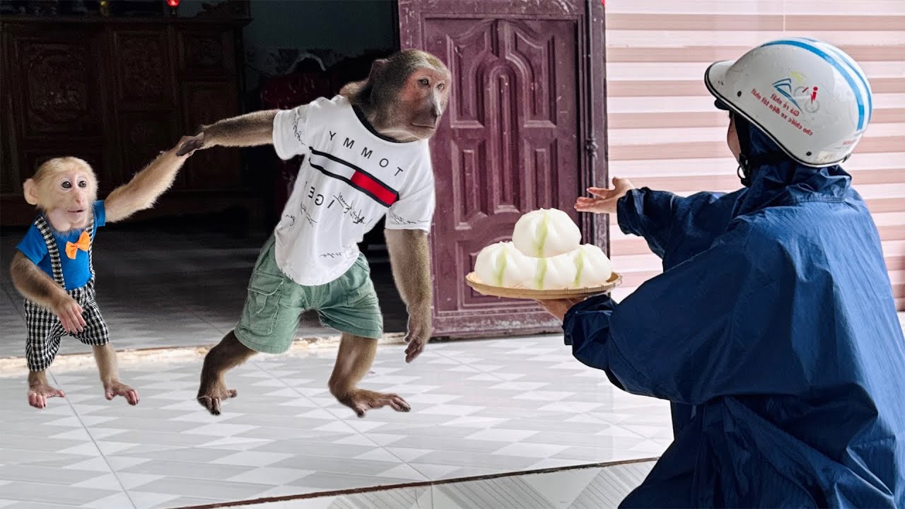 Touching Moment! Abu and Baby Monkey Wait for Mom to Come Home from the Market