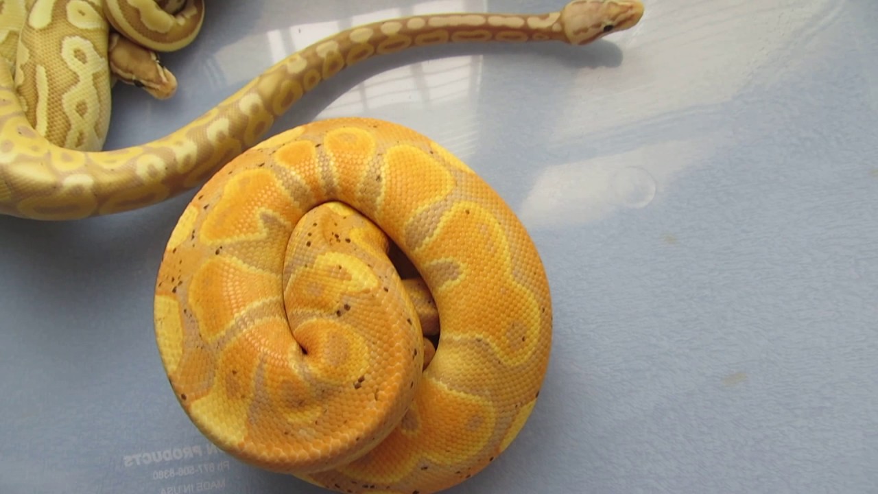 Python regius Collection Banana et incubateur