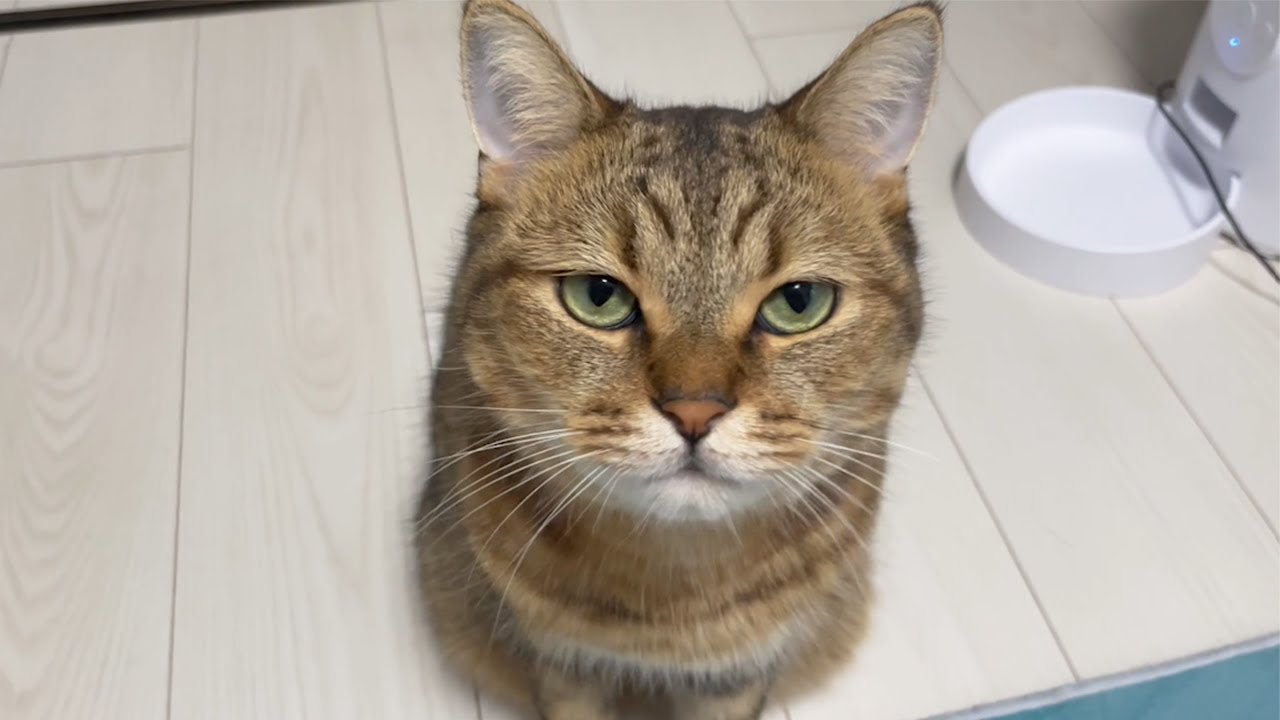 【感動】2日ぶりに飼い主と再会した猫のナイスな反応ｗｗｗ