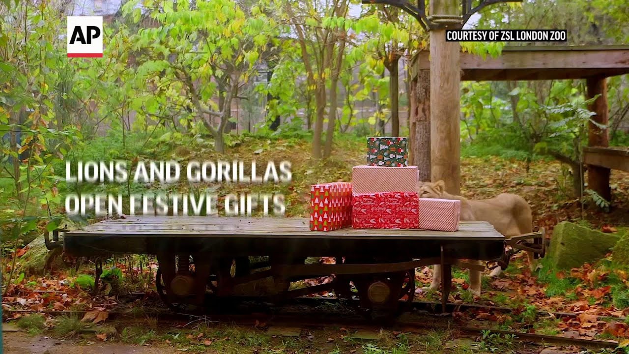 Lions and gorillas open festive gifts at London zoo