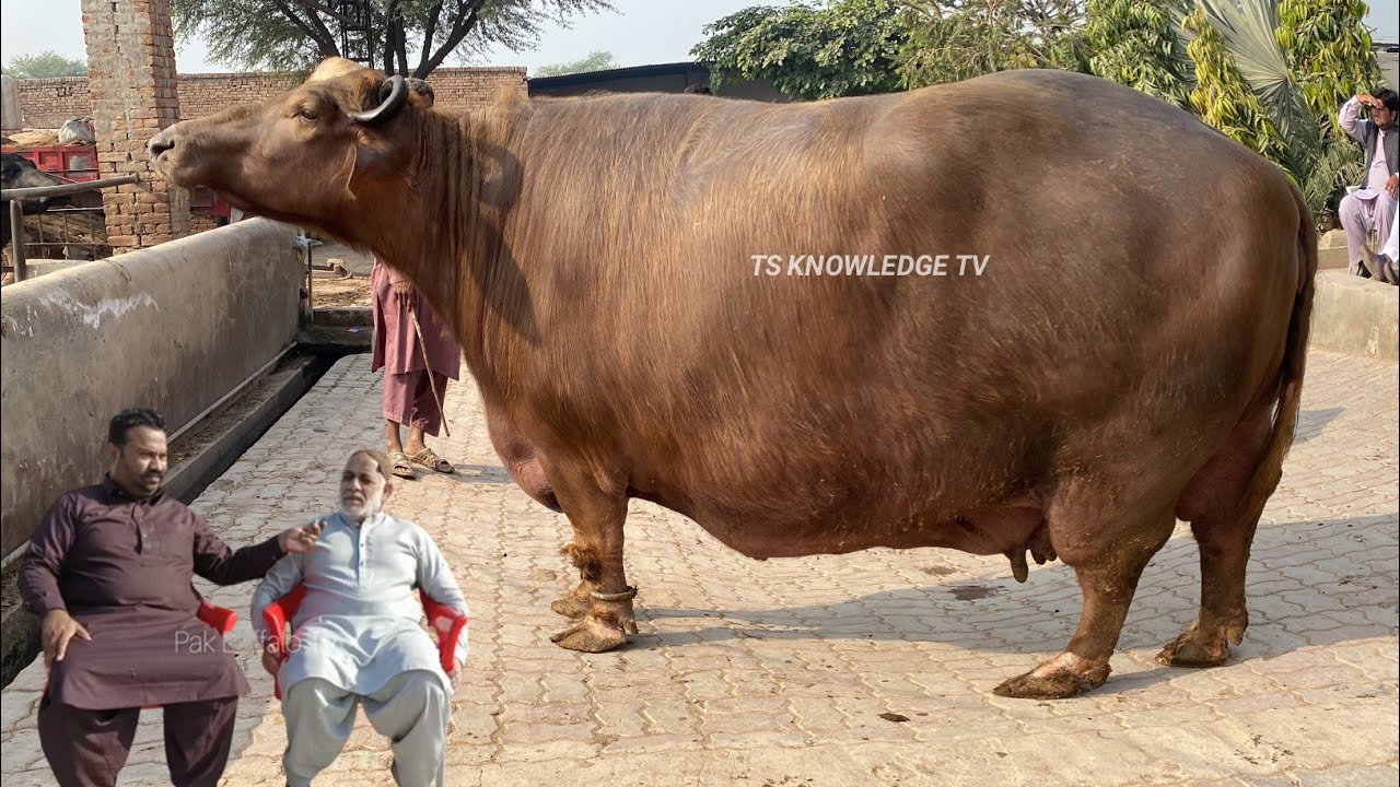 World Heaviest Buffaloes of Top Nili Ravi Buffalo Breeder Mian Pervaiz Sb of Multan