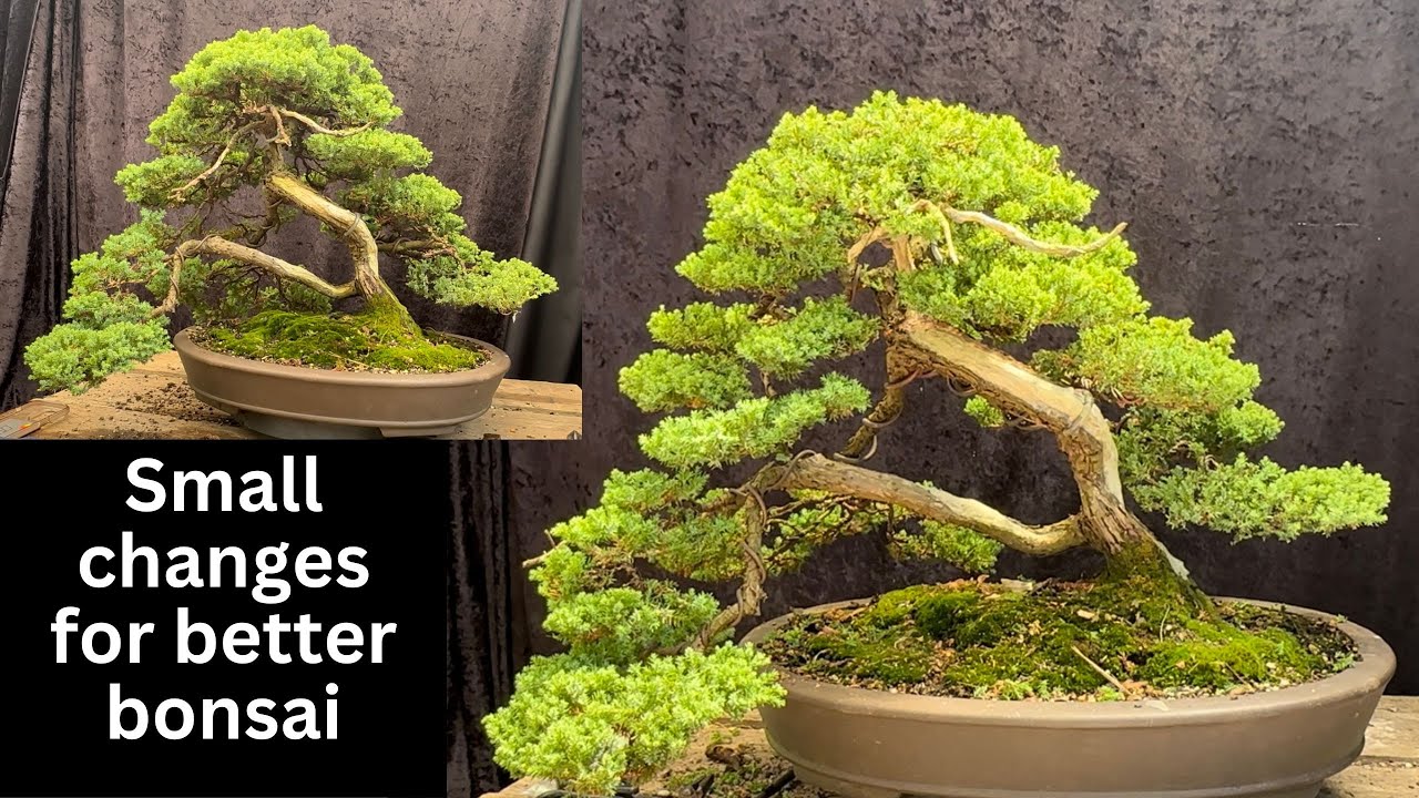 Improving your bonsai little changes make a big difference