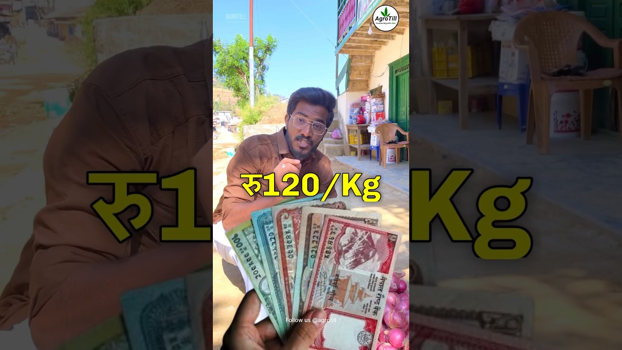 ₹75 😱 | Let&rsquo;s Flavour 🇳🇵Nepal with Onion 🧅 | #farming #business #shorts
