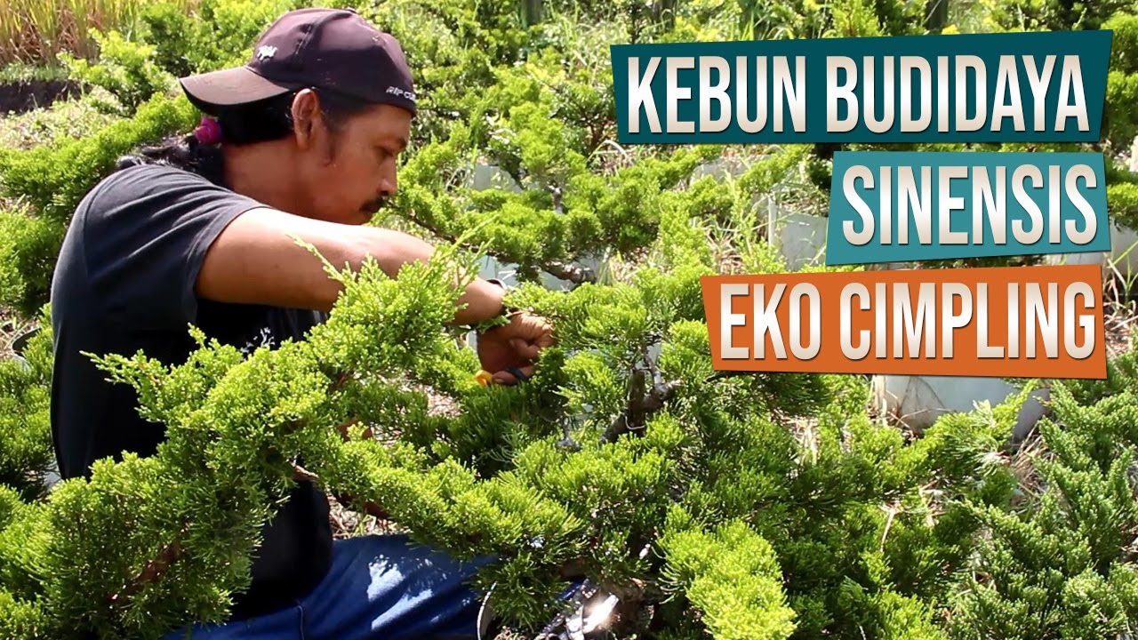 Kebun Budidaya Sinensis Eko Cimpling Bersama Rasto Wijaya