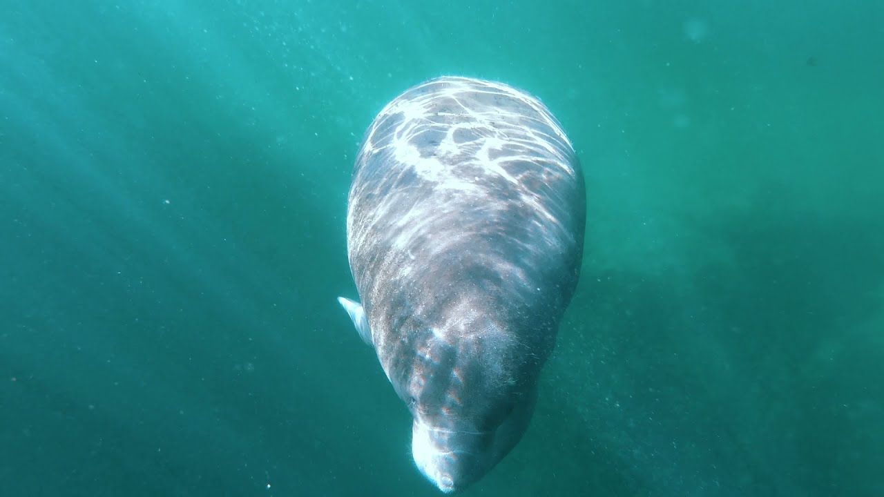 Hospital Hole Manatees - Weeki Wachee River