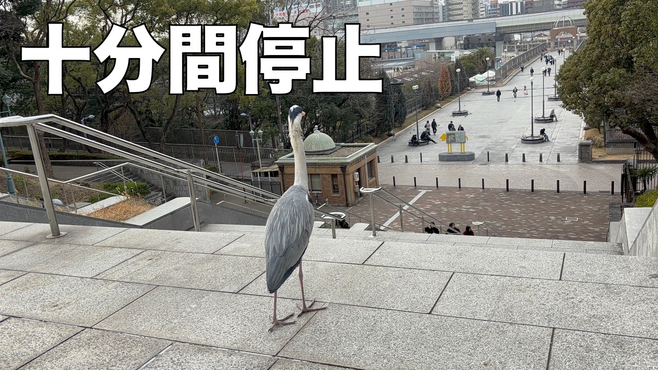 天王寺公園で10分間動かなかった青鷺さんのこと