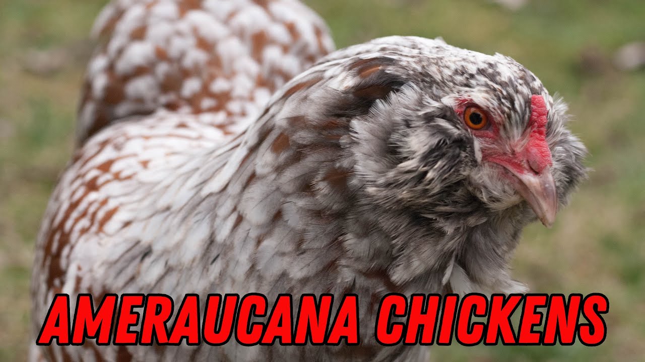 Ameraucana Chickens are AWESOME!!