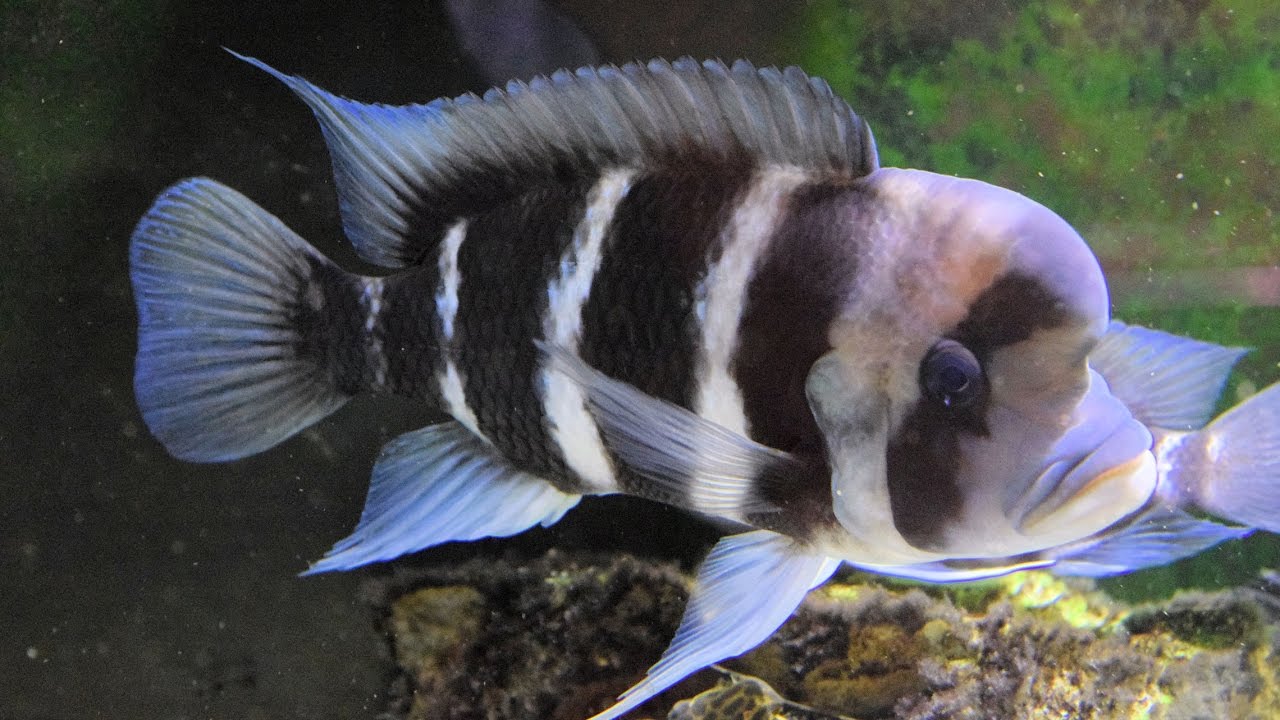 How to Improve the Water Quality of Your Frontosa Cichlids!