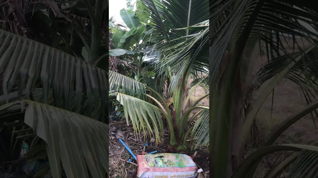 ថែដំណាំដូង