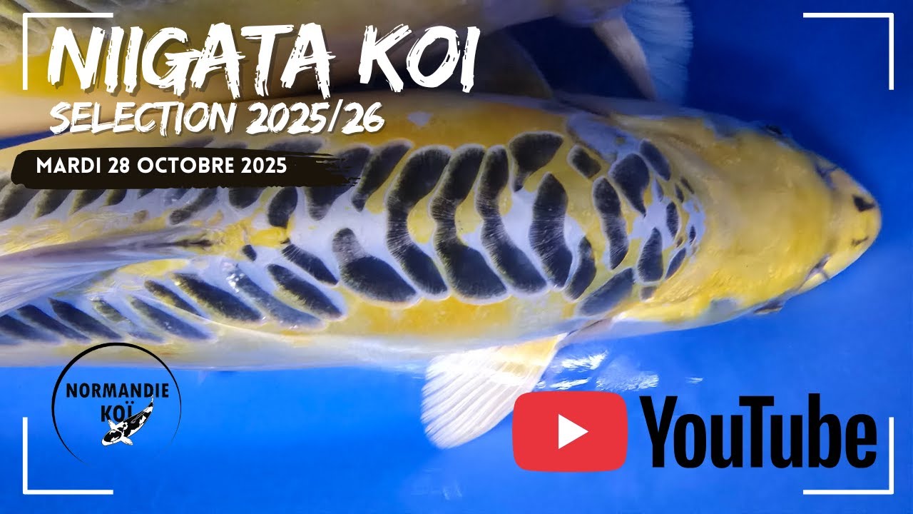 Voyage Nishikigoi 2025 : sélection chez Aoki