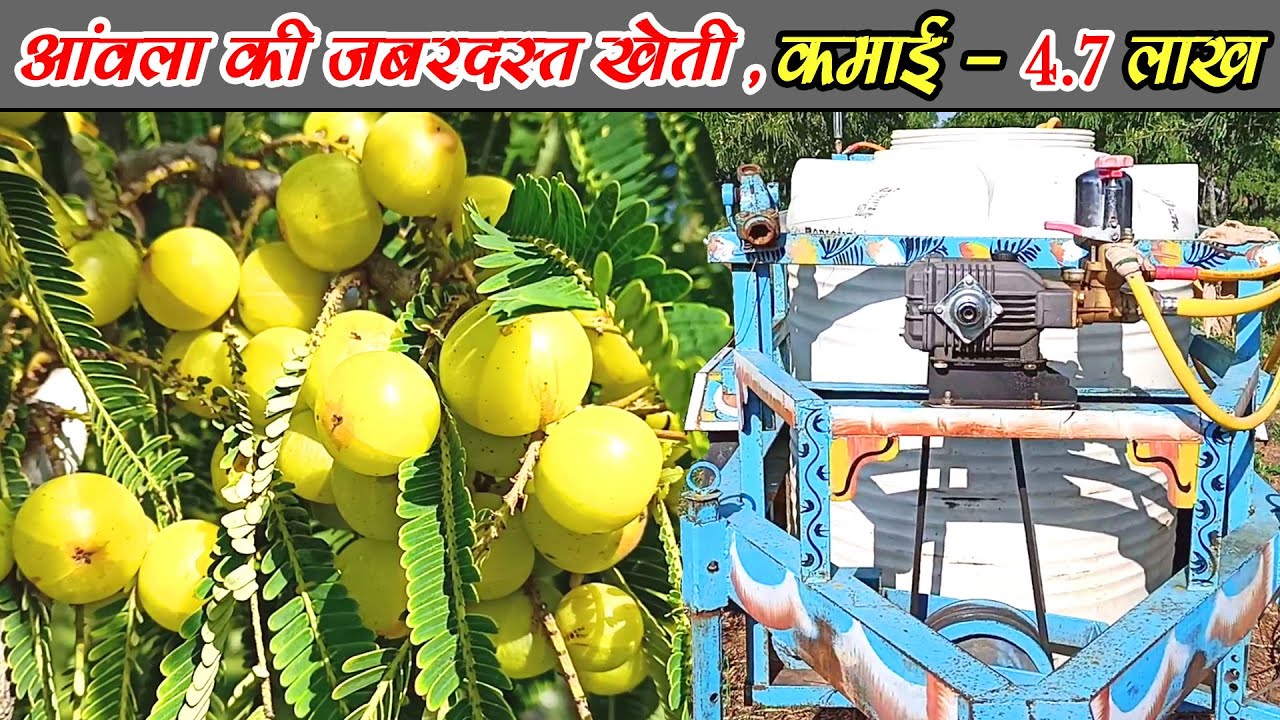 आवले की खेती में 4.70 लाख कमाई ।।4.70 lakh Rs in Awala farming Rajasthan farmer