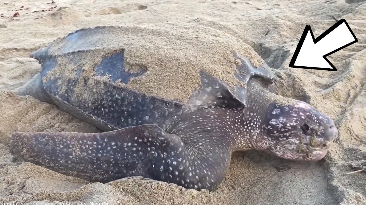 15 LONGEST Animal Migrations