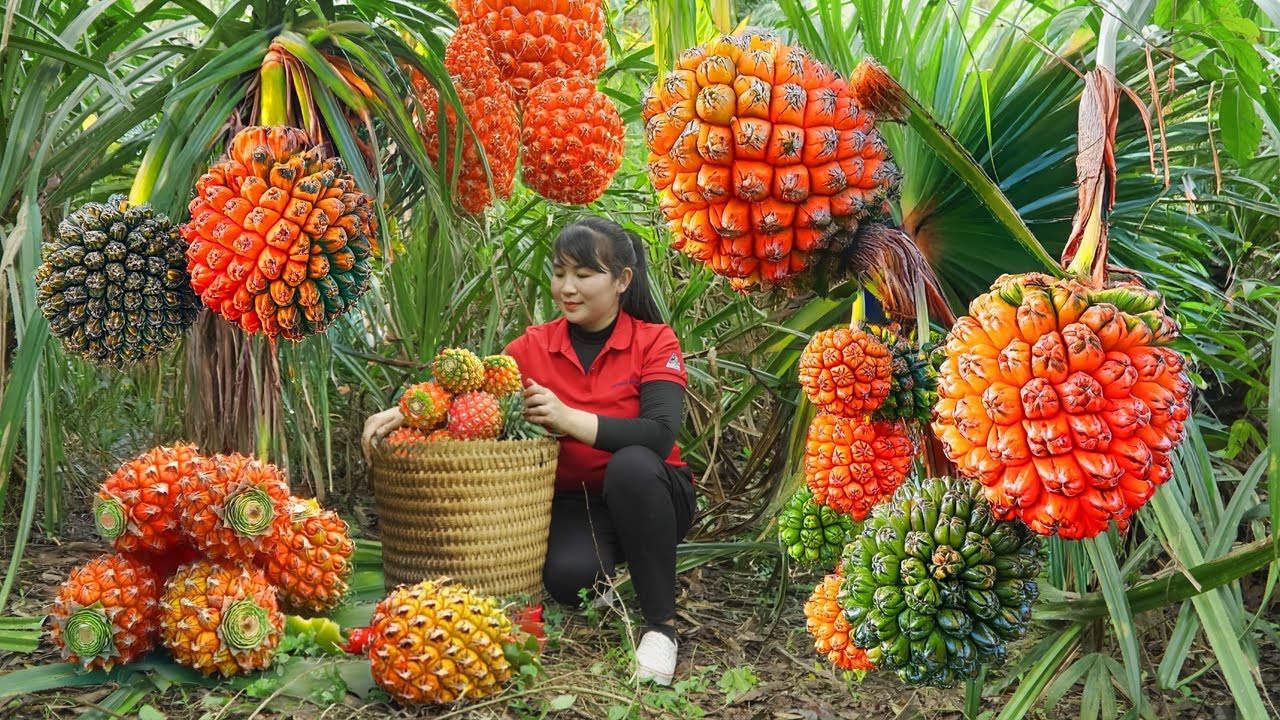 Harvest Pandanales, goes to the market to sell - Harvesting and Cooking |Tieu Vy Real Life