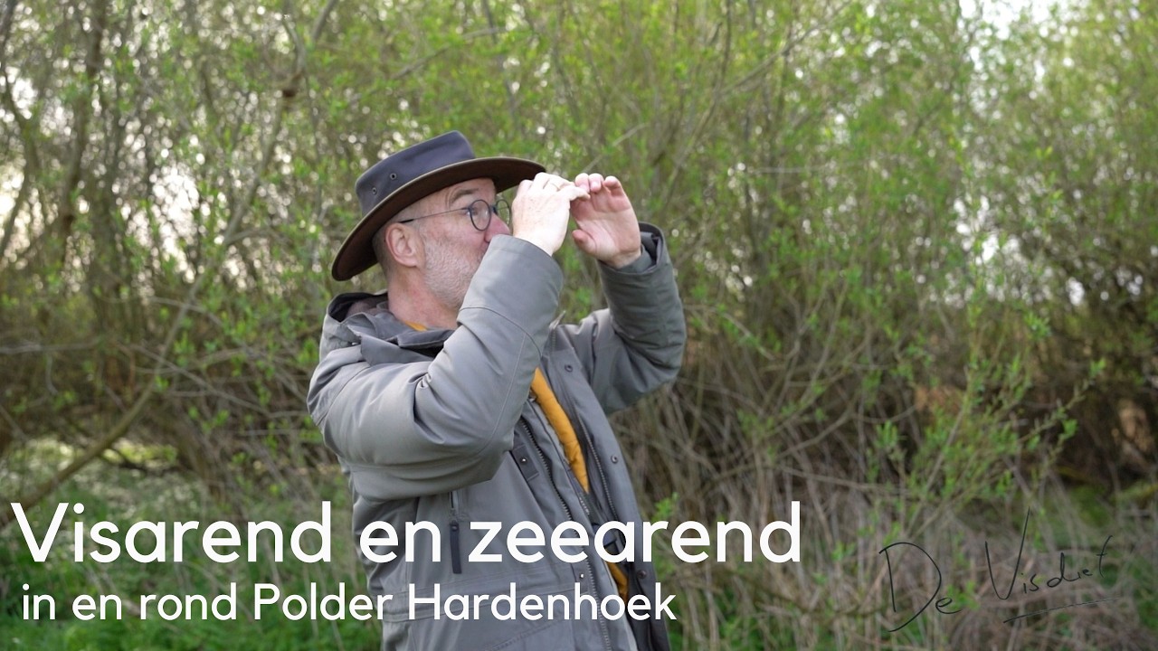 Visarend en zeearend in en rond Polder Hardenhoek #1671