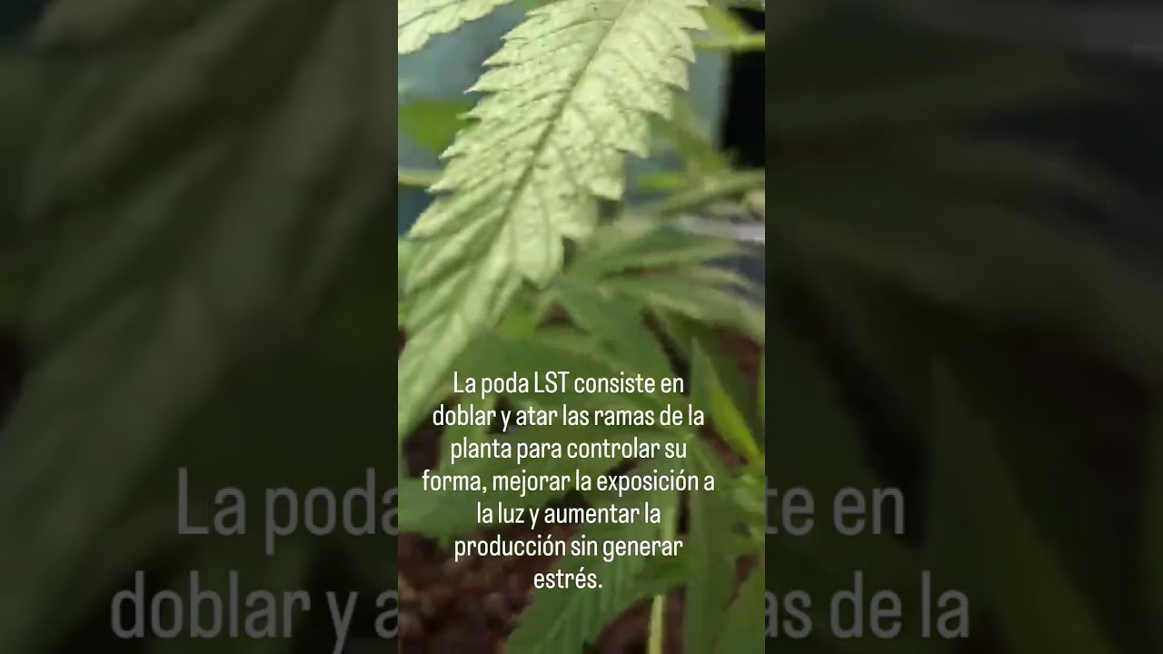 LST (Low Stress Training) #cannabiscommunity420 #cannabiseducation #cannabisgrowers