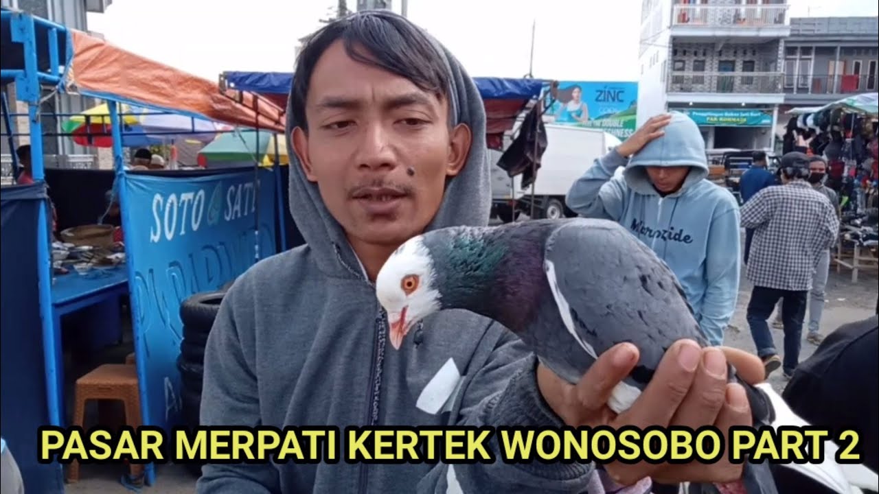 Grebek dan review harga merpati pasar Wonosobo part 2 | sampai bingung milih merpatinya bagus semua