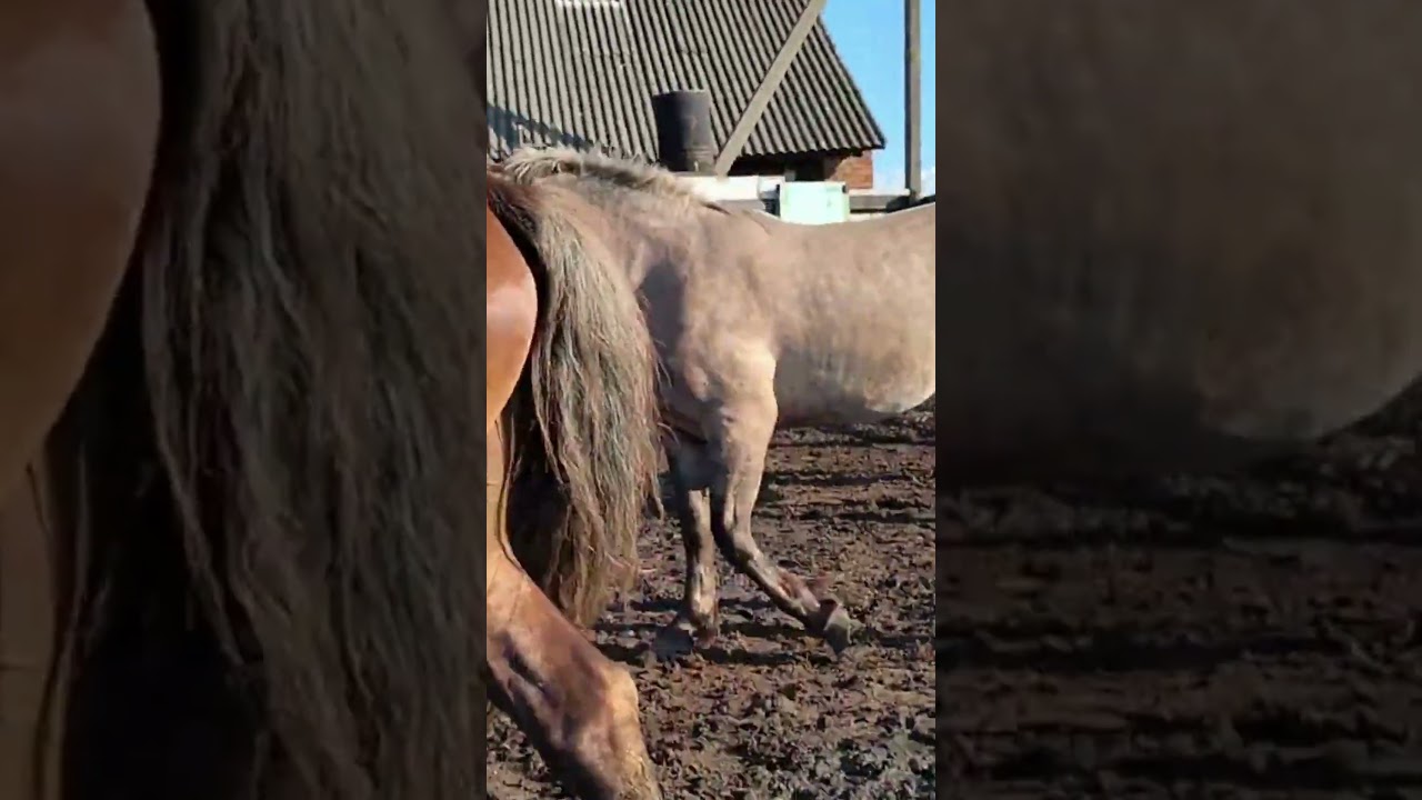 Beautiful Stallion with Mare 🐴💖 | Amazing Horse Moments on the Farm