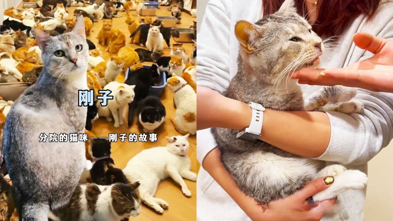 今天和大家分享剛子的故事…希望喵星的你，健康快樂！#貓咪小院 #小鋒小志