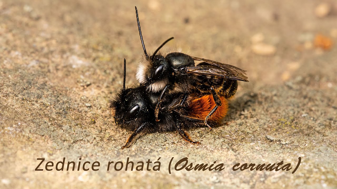 ZEDNICE ROHATÁ (Osmia cornuta)