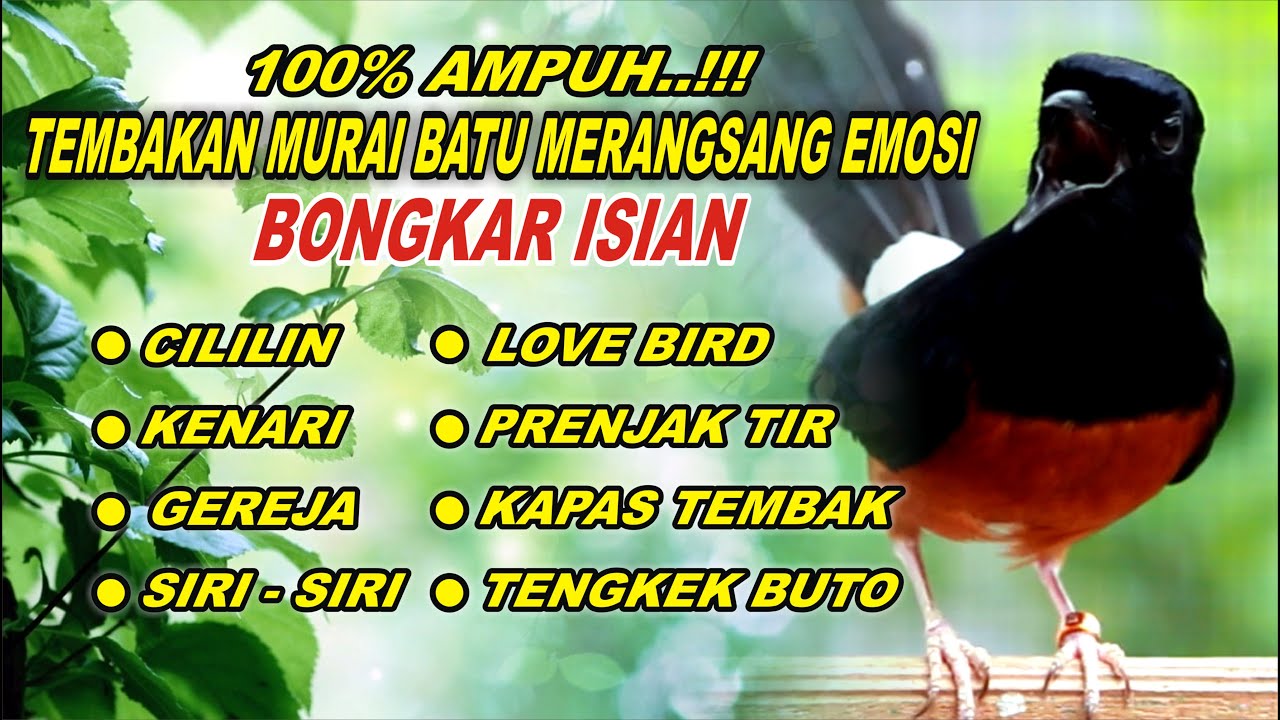 PANCINGAN MURAI BATU FULL ISIAN, NAIKKAN EMOSI MURAI BATU AGAR CEPAT GACOR BONGKAR ISIAN