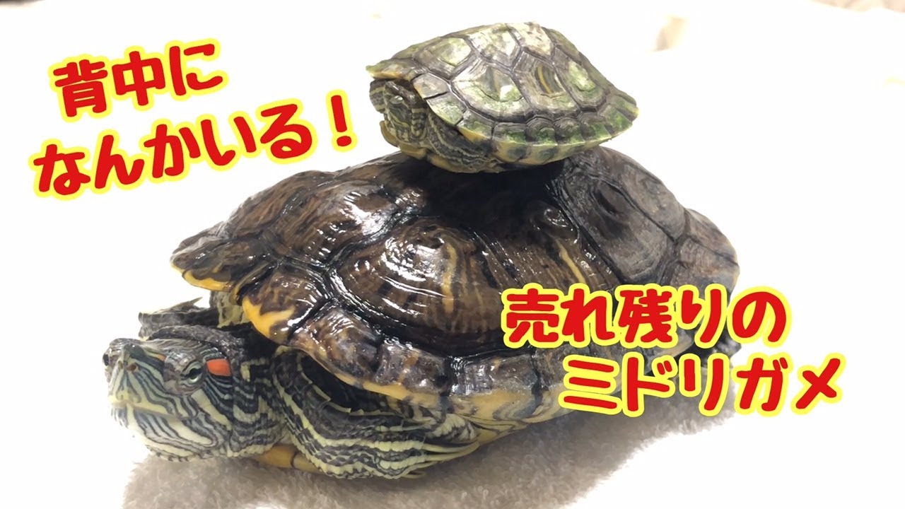 ２匹のミドリガメ