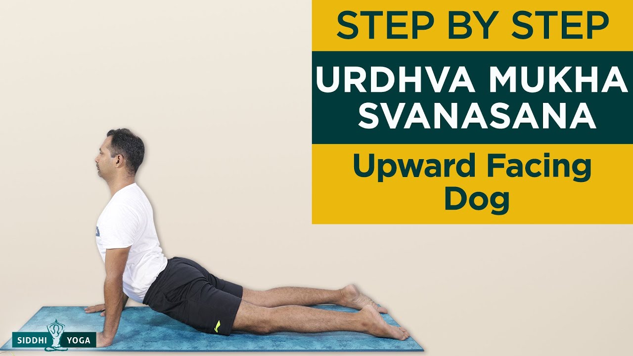 Urdhva Mukha Svanasana (Upward Facing Dog Pose) Benefits by Yogi Sandeep - Siddhi Yoga