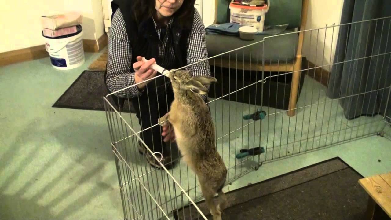 Bambi the Brown Hare having his milk feed