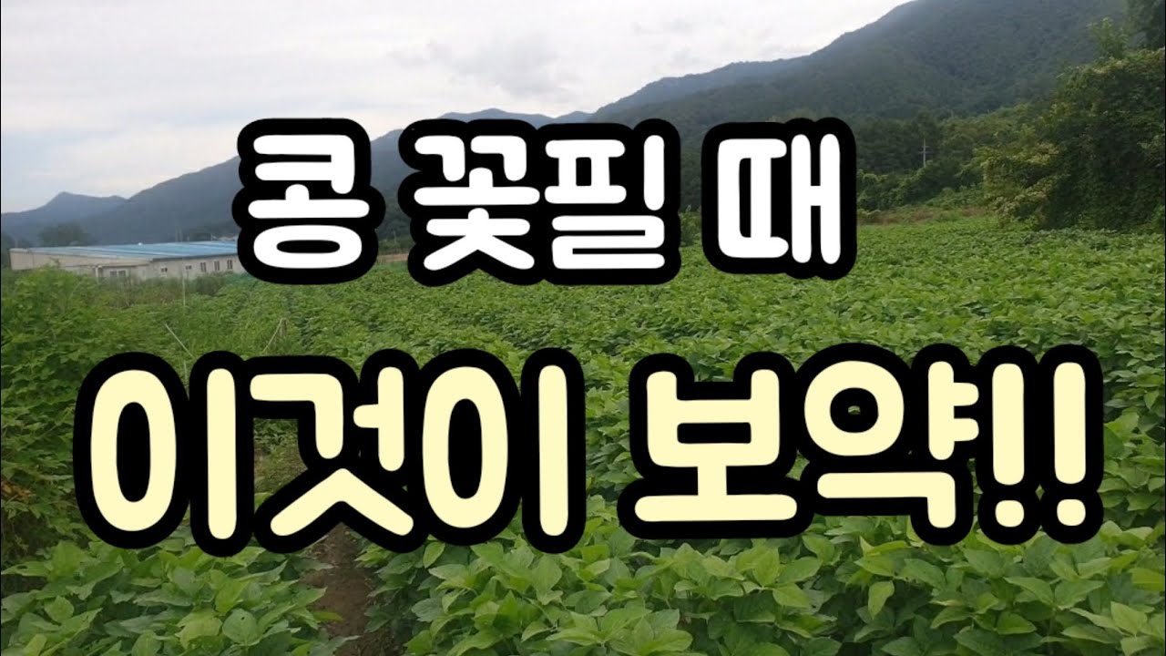 콩 꽃 필때 요소나 NK비료 추비해 주세요. 콩보약 추비해 주기...