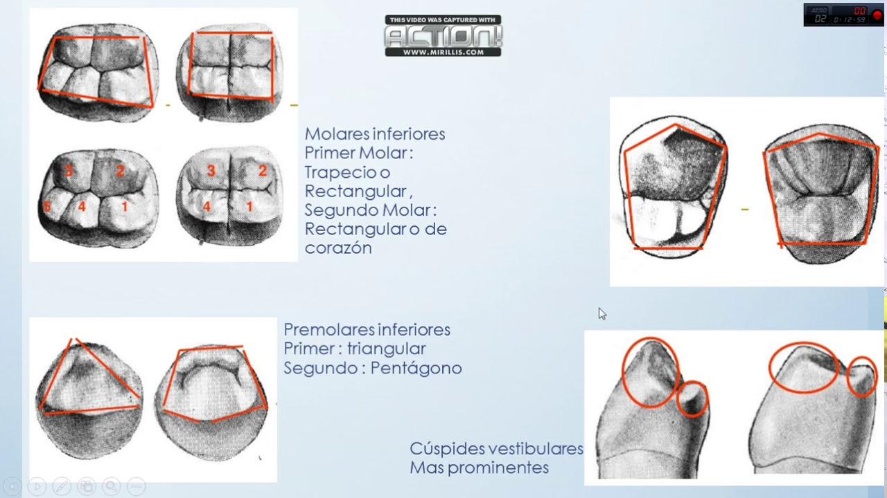 Anatomia Dental , Forma de superficies dentales , Video 3