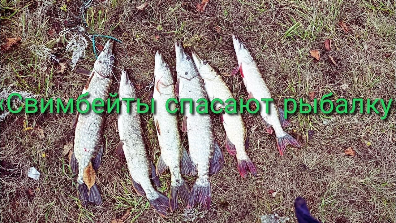 Ловим щуку на крупную резину 