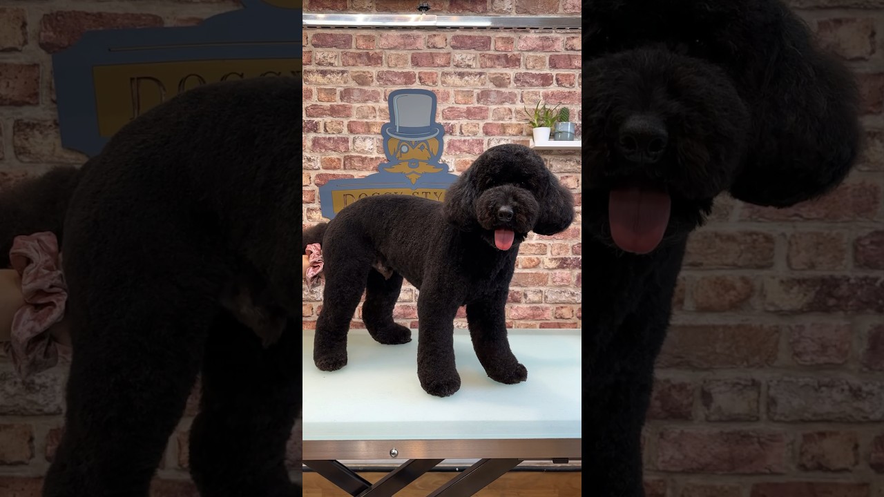 Doggy Daily, выпуск 261: Миниатюрный пудель Баблз 🐾 #miniaturepoodle #poodle #doggrooming