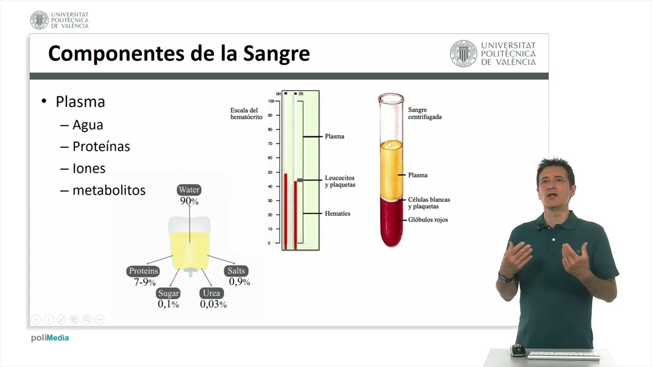 Componentes de la sangre |  | UPV