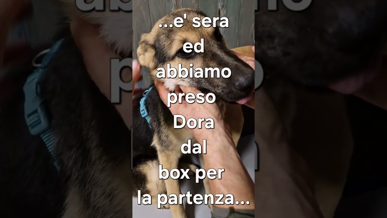 SABATO,SERATA DI STAFFETTA.CHI.PARTE?INFO ADOZIONI:3404754484 