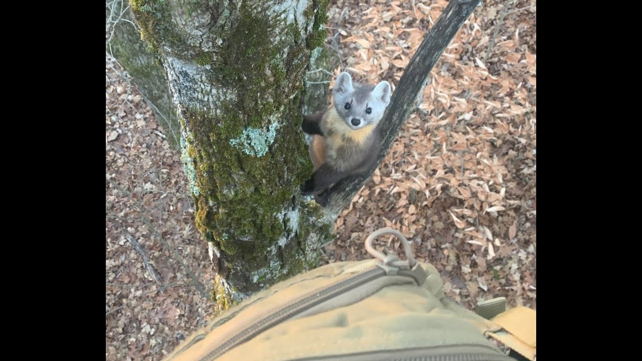 A Pine Marten & a Parabolic Bird Alarm  ~ Bird Language & Tracking Lesson