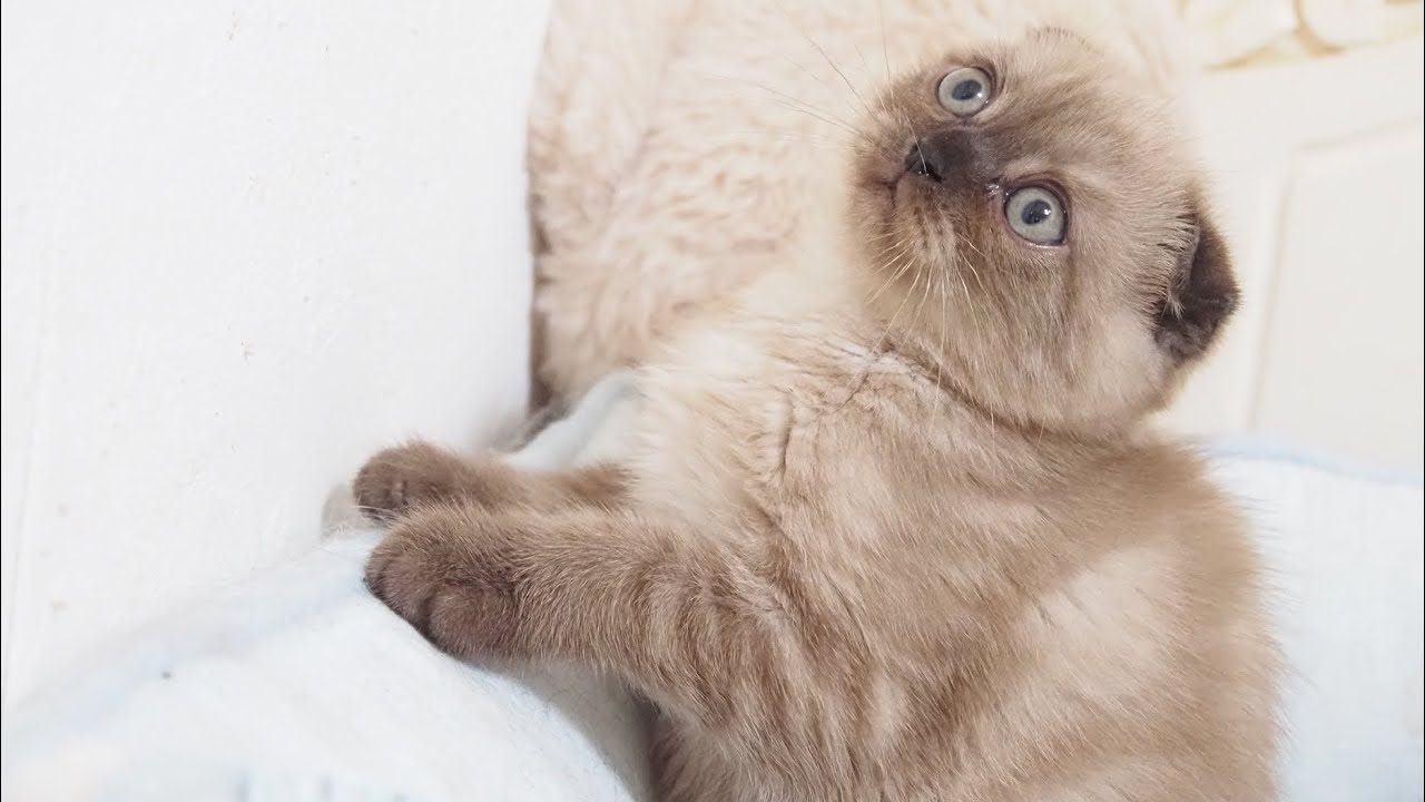 Scottish Fold Male with Seal Mink Classic Tabby