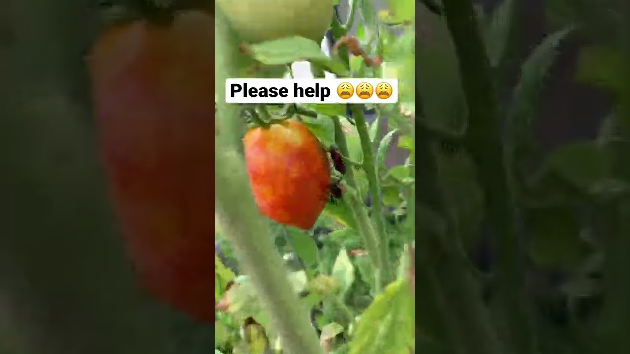 How can I keep bugs off my tomatoes?