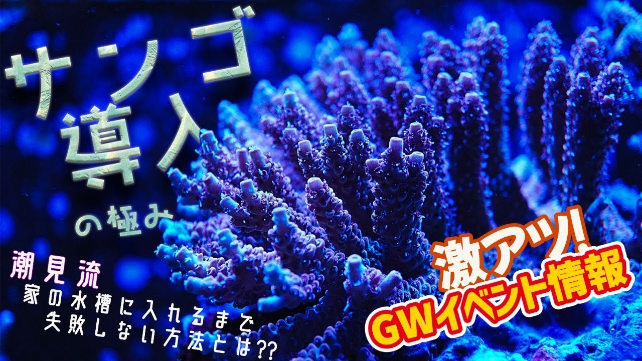 ショートマンTV！“サンゴ導入の極み！”